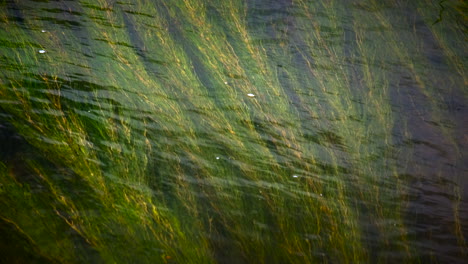 Langsam-Schwankender-Unverzweigter-Igelkolben-Bewegt-Sich-Unter-Der-Oberfläche-Des-Fließenden-Flusses-Arrow,-Warwickshire,-England