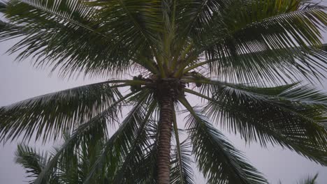 Palmen-Im-Wind-Vor-Stürmischem-Wetter