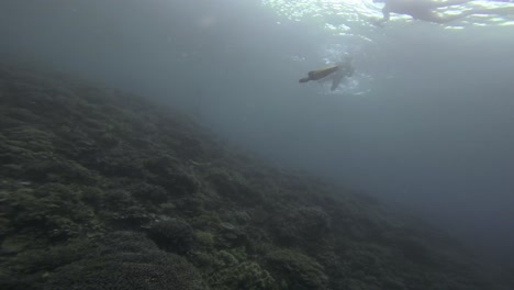 Two-snorkelers-swim-alongside-a-calm-hawksbill-sea-turtle