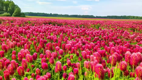 Trifolium-Incarnatum-Campo-De-Flores-Susurrando-En-La-Brisa