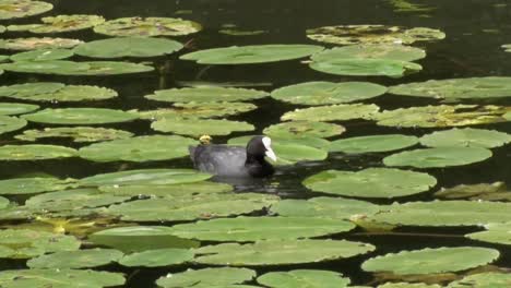 Blässhuhn,-Fulica-Atra,-Fütterung-Zwischen-Seerosen