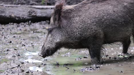 Wild-boars-dig-in-the-muddy-ground