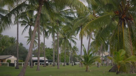 Palmeras-En-El-Viento-Antes-De-Que-Llegue-Una-Tormenta.