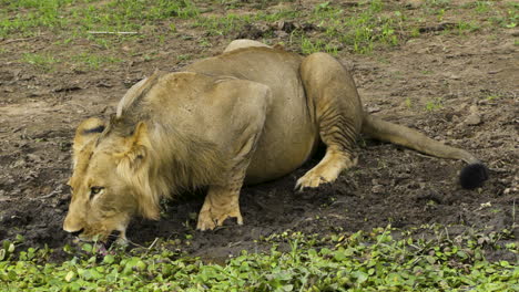 Male-lion-slurping-water-from-a-pond-partly-overgrown-with-plants