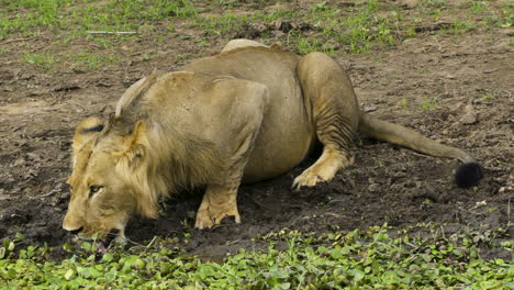 León-Macho-Sorbiendo-Agua-De-Un-Estanque-Parcialmente-Cubierto-De-Plantas.