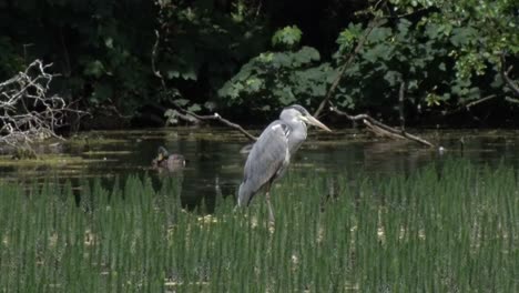 A-Grey-Heron,-Ardea-cinerea,-standing-amongst-vegetation-at-edge-of-a-lake-in-Staffordshire