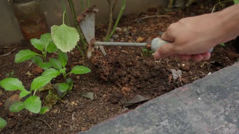 Fork-like-weed-puller-being-used-to-dig-in-garden-to-loosen-the-soil