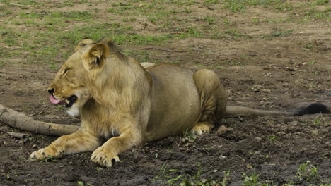 Male-lion-yawning-in-open-grassland