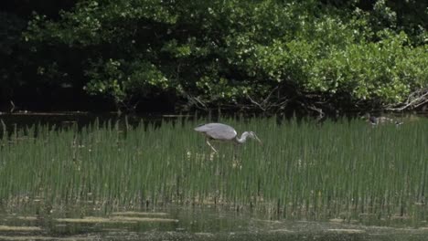 Ein-Graureiher,-Ardea-Cinerea,-Jagt-In-Der-Vegetation-Am-Seeufer