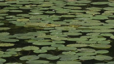 Hojas-De-Nenúfar-En-La-Superficie-Del-Lago