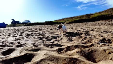 A-small,-white-and-brown-dog-runs-happily-on-a-sandy-beach-in-Feodosia