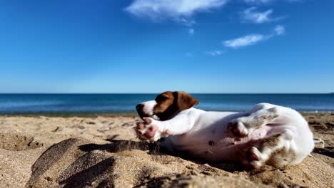 A-cute-puppy-plays-on-a-sandy-beach-in-Feodosia,-enjoying-the-sunny-day