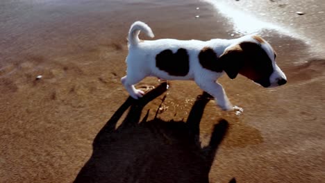 Ein-Kleiner-Welpe-Erkundet-An-Einem-Sonnigen-Tag-Das-Seichte-Wasser-Eines-Strandes-In-Feodossija