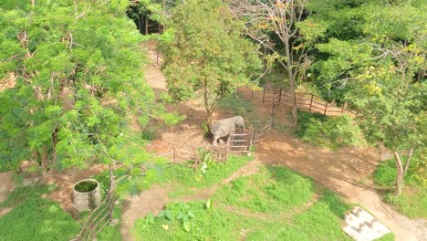 Un-Elefante-De-Circo-Rescatado-En-Un-Santuario-De-Koh-Samui,-Todavía-Asiente-Cuando-Ve-Gente-Debido-A-Su-Entrenamiento-Previo.