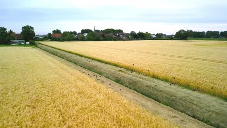 Flying-over-a-wheat-field-towards-a-small-village-in-the-Netherlands,-birds-fly-up-because-of-the-approaching-drone