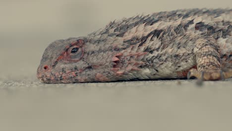 Un-Lagarto-Espinoso-Tomando-Un-Baño-De-Sol