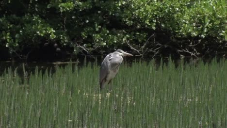 Grey-Heron,-Ardea-cinerea.-June-British-Isles
