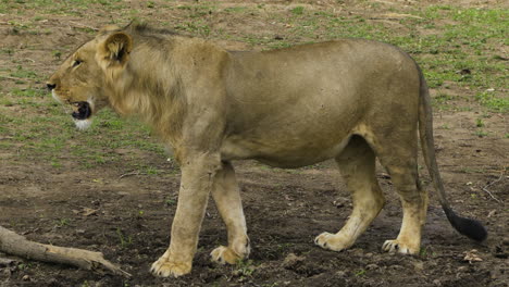 Profile-shot-of-a-lion-standing-on-all-four-legs-and-scanning-surroundings