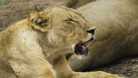 Profilaufnahme-Des-Kopfes-Einer-Schwer-Keuchenden-Löwin
