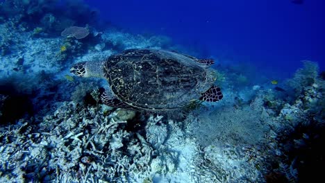 Schwimmen-Neben-Einer-Entspannten-Karettschildkröte-Im-Klaren,-Blauen-Wasser