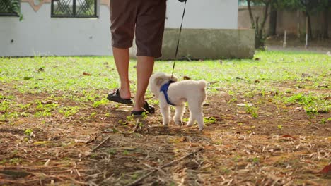 Toy-poodle-trots-with-its-owner-in-the-park,-both-enjoying-serene-surroundings