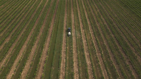 Aerial-view-of-a-tractor-with-a-tank-for-protective-spraying-passing-through-a-vineyard-through-symmetrical-rows-of-crops-in-a-large-field