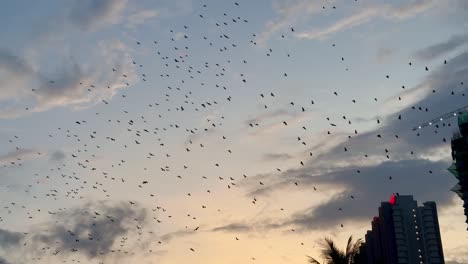 Ein-Faszinierender-Anblick-Bietet-Sich,-Wenn-Vogelschwärme-über-Den-Abendhimmel-Ziehen