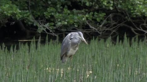 Una-Garza-Real,-Ardea-Cinerea,-Vadeando-En-El-Borde-Del-Lago