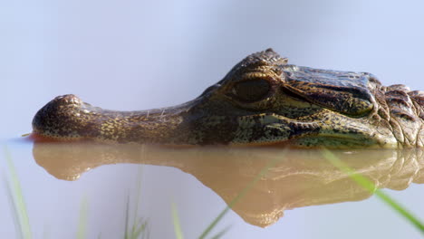 Jacare-Caiman-head-close-up-resting-in-water-in-Barba-Azul-Nature-Reserve,-Bolivia