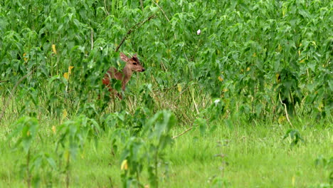 Grey-Brocket-Deer-marsh-Rainforest-browsing-on-grass-in-tropical-Bolivia