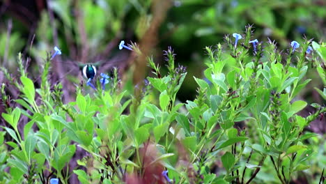 Beautiful-Horned-Sungem-hummingbird-hovering-visiting-little-flowers-un-Caatinga-habitat,-Bahia,-Brazil