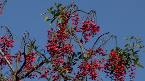 The-Erythrina-falcata-tree---a-mountain-cork-tree-loaded-with-red-fruits