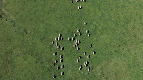 Aerial-top-view-of-herd-of-sheep-on-mountain-meadow-in-Tafí-del-Valle,-Quebrada-del-Portugues,-Tucumán,-Argentina