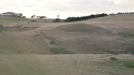 Young-woman-walking-through-field-with-hills-in-background-after-workout