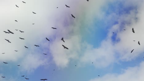 Many-vultures-soaring-overhead-waiting-for-carrion-to-feed-on