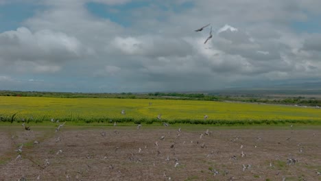 Palomas-Salvajes-Acuden-En-Masa-Sobre-Los-Campos-Abiertos-De-La-Granja-De-Girasoles-Del-Centro-De-Maui