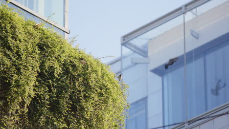 Birds-in-flight-around-vertical-garden-living-wall-against-side-of-city-building