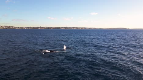 Pod-of-humpback-whales-breathing-and-blowing-the-water-spout-with-Maroubra-Beach-island-in-the-background-at-Sydney-coastal-and-Pacific-Ocean