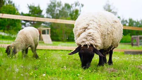 Sheep-and-lamb-graze-in-green-grass-meadow-with-fence-protection,-Czechia