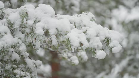 Pine-tree-branches-covered-with-fresh-snow-in-the-Norwegian-forest,-showcasing-the-intricate-details-of-the-snowy-needles-against-the-wintry-backdrop