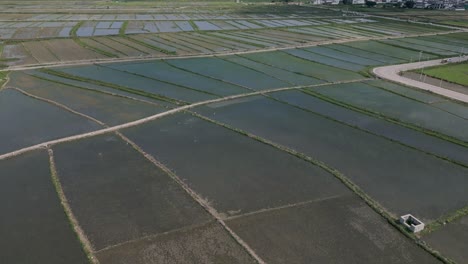 Vertical-panning-drone-footage-of-Dali's-paddy-fields,-where-terraces-are-spread-across-the-vast-fields,-with-the-Xi-Zhou-Ancient-City-in-the-vicinity