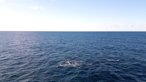 Aerial-side-view-pod-of-whales-submerged-into-the-deep-blue-ocean-and-appears-on-the-surface-to-breathe-and-blow-the-water-spout