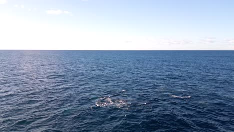 Luftaufnahme-Einer-Herde-Von-Walen,-Die-In-Den-Tiefblauen-Ozean-Eingetaucht-Sind-Und-An-Der-Oberfläche-Erscheinen,-Um-Zu-Atmen-Und-Die-Wasserfontäne-Auszublasen