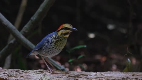 Perched-on-a-log-while-looking-around,-Blue-Pitta-Hydrornis-cyaneus,-Thailand