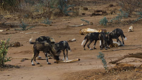 Six-African-Wild-dogs-sniff-wood-lying-around-in-savannah