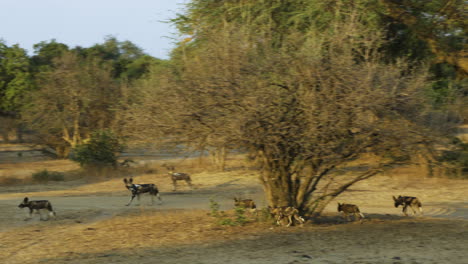 Manada-De-Perros-Salvajes-Africanos-Caminando-Por-Los-Matorrales-Poco-Antes-Del-Atardecer