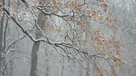 Der-Erste-Schnee-Der-Saison-Bedeckt-Dunkle,-Schlanke-Zweige-Mit-Trockenen-Gelben-Blättern