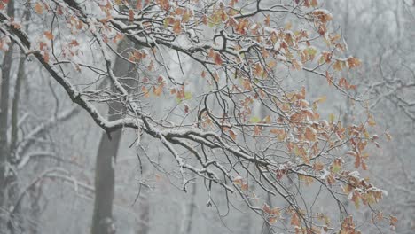 La-Primera-Nieve-De-La-Temporada-Cubre-Ramas-Delgadas-Y-Oscuras-Con-Hojas-Amarillas-Secas