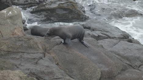 Sea-lion-climbing-up-rocks-in-New-Zealand