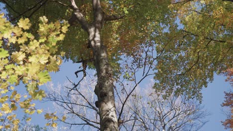 A-magnificent-birches-and-maples-stand-tall-in-the-autumn-forest,-their-golden-leaves-contrasting-beautifully-against-the-cloudless-blue-sky